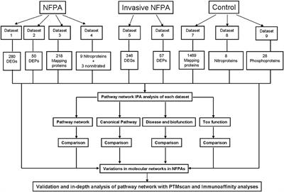 Multiomics-Based Signaling Pathway Network Alterations in Human Non-functional Pituitary Adenomas